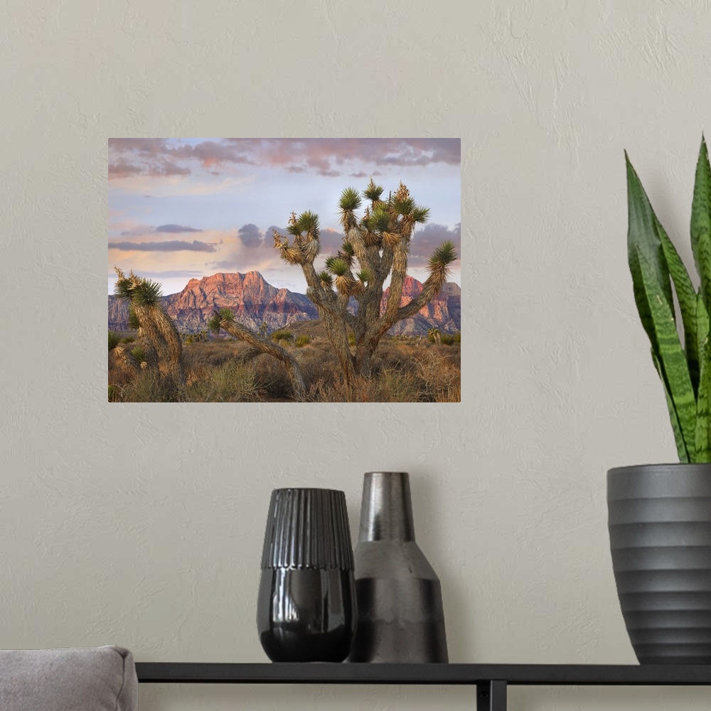 A modern room featuring Joshua Tree and Spring Mountains at Red Rock Canyon National Conservation