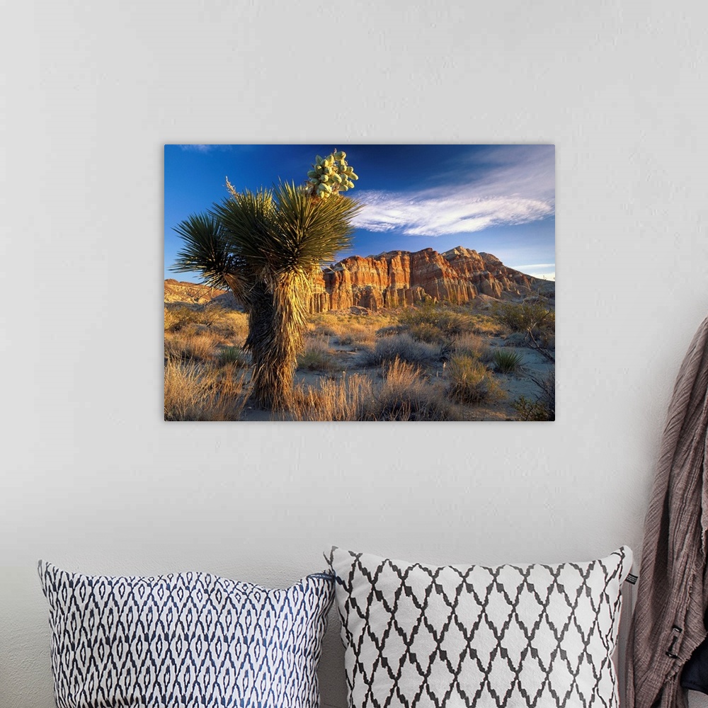 A bohemian room featuring Joshua Tree (Yucca brevifolia) at Red Rock State Park, California