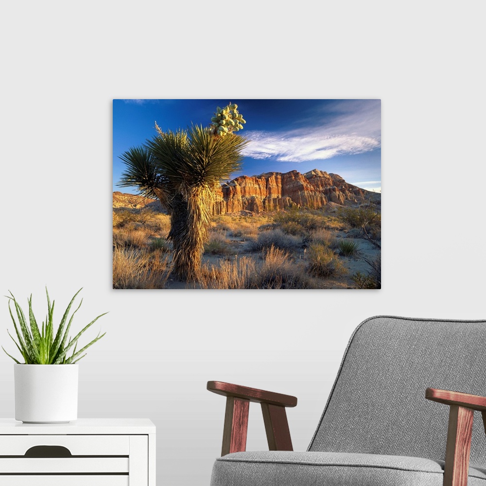 A modern room featuring Joshua Tree (Yucca brevifolia) at Red Rock State Park, California