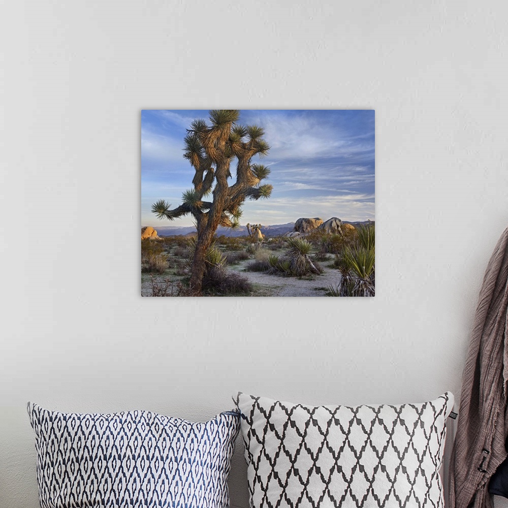A bohemian room featuring Joshua Tree (Yucca brevifolia), Joshua Tree National Park, California