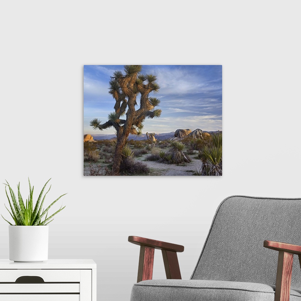 A modern room featuring Joshua Tree (Yucca brevifolia), Joshua Tree National Park, California