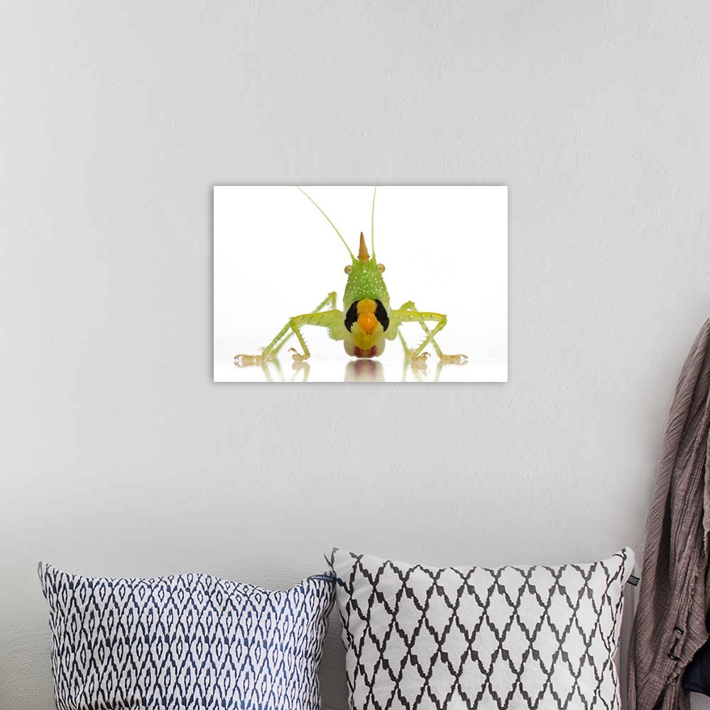 A bohemian room featuring Conehead katydid (Copiphora longicauda) from Suriname in a threat display.
