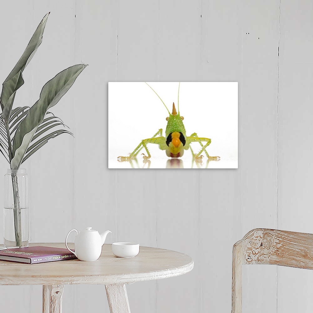 A farmhouse room featuring Conehead katydid (Copiphora longicauda) from Suriname in a threat display.