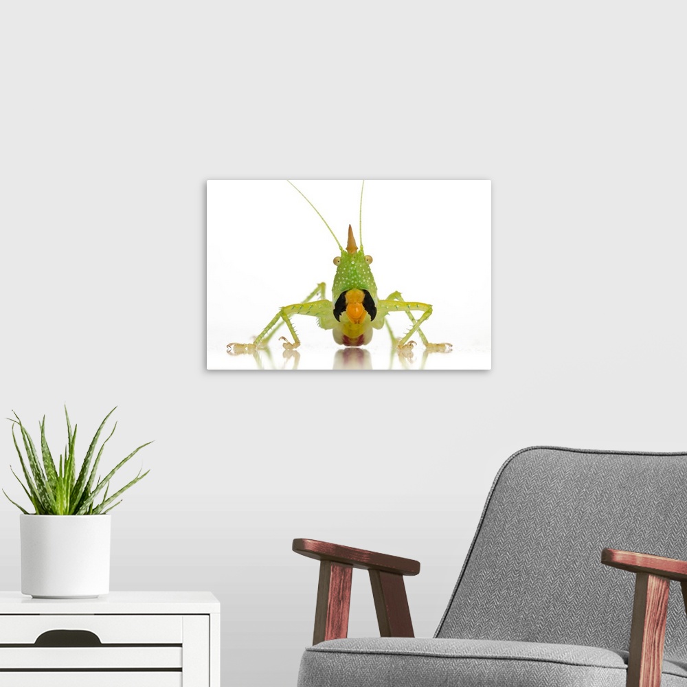 A modern room featuring Conehead katydid (Copiphora longicauda) from Suriname in a threat display.