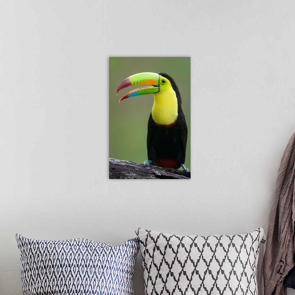 A bohemian room featuring Keel-billed Toucan.Ramphastos sulfuratus.Northern Costa Rica, Central America
