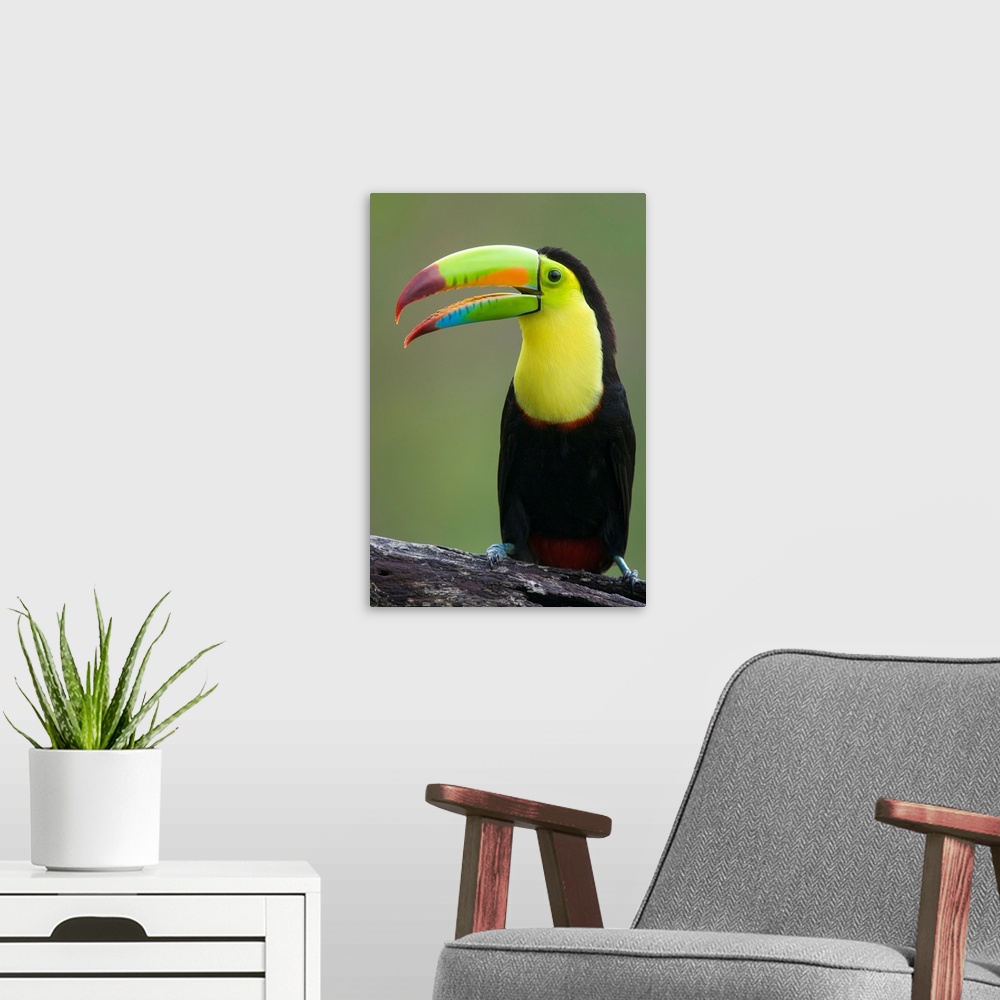 A modern room featuring Keel-billed Toucan.Ramphastos sulfuratus.Northern Costa Rica, Central America