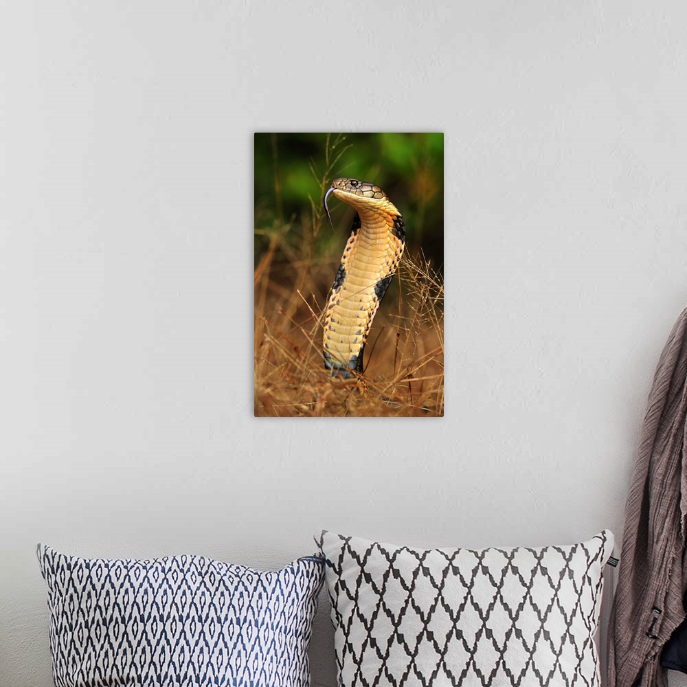 A bohemian room featuring King Cobra (Ophiophagus hannah) in defensive posture, Agumbe Rainforest Research Station, Western...