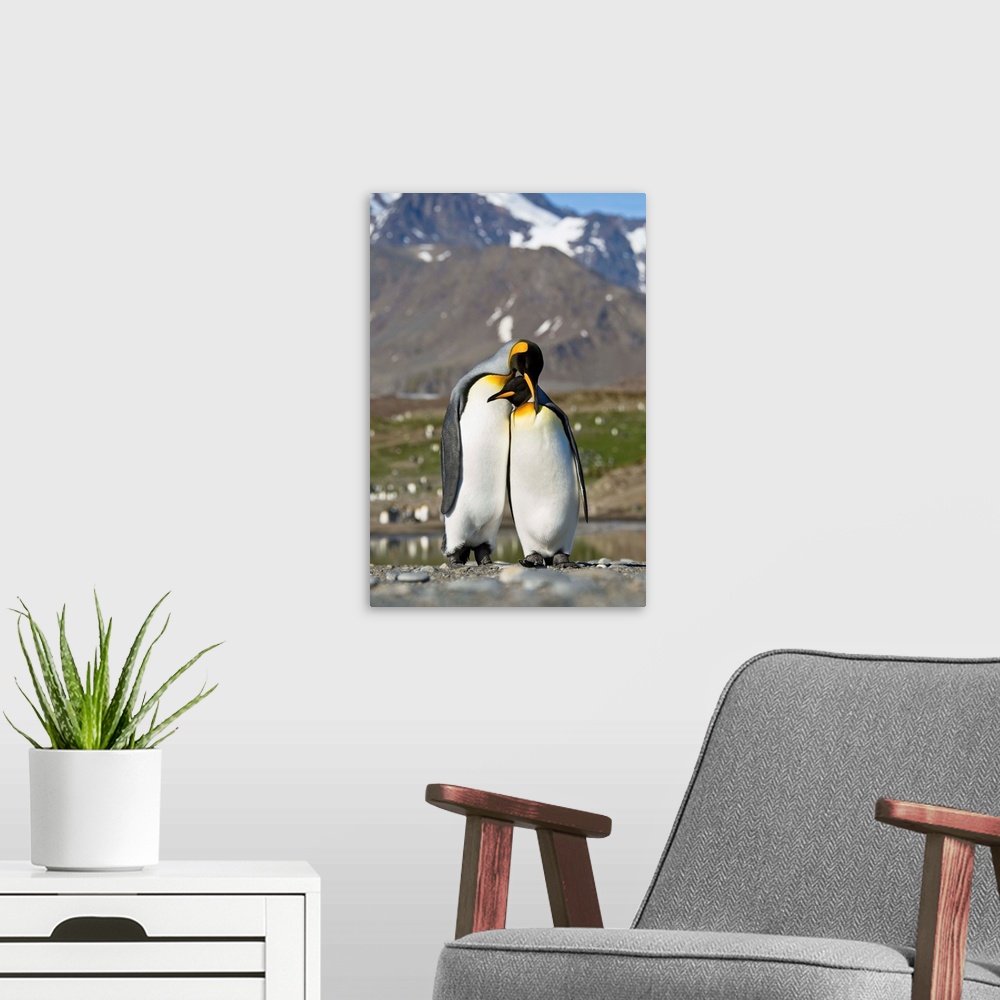 A modern room featuring King Penguin pair courting, St Andrew's Bay, South Georgia Island