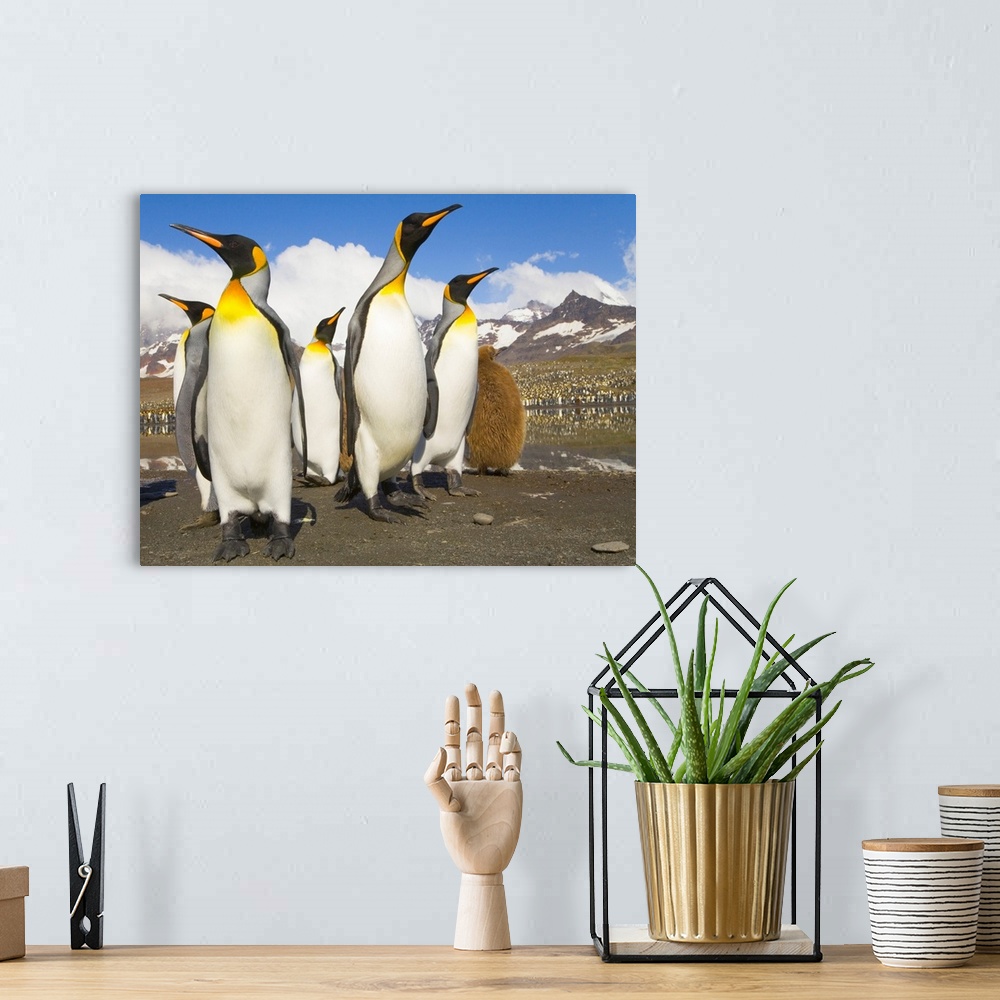 A bohemian room featuring King Penguins at St Andrews Bay