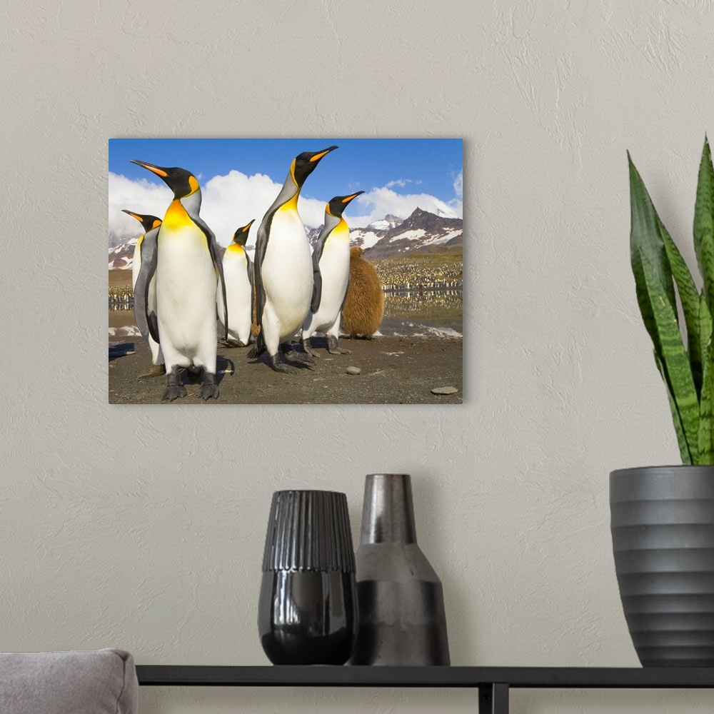 A modern room featuring King Penguins at St Andrews Bay