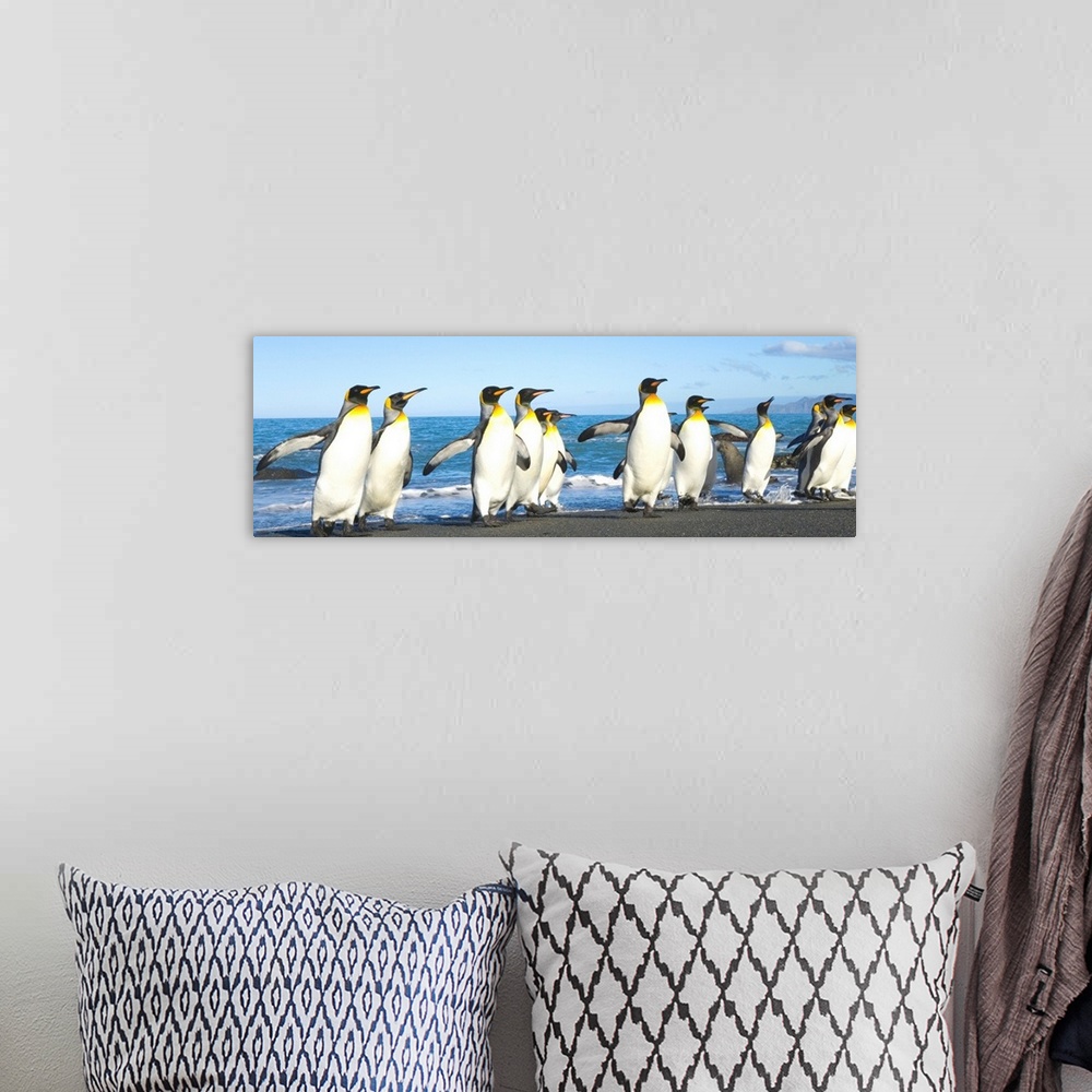 A bohemian room featuring King Penguins Coming Ashore Gold Harbour