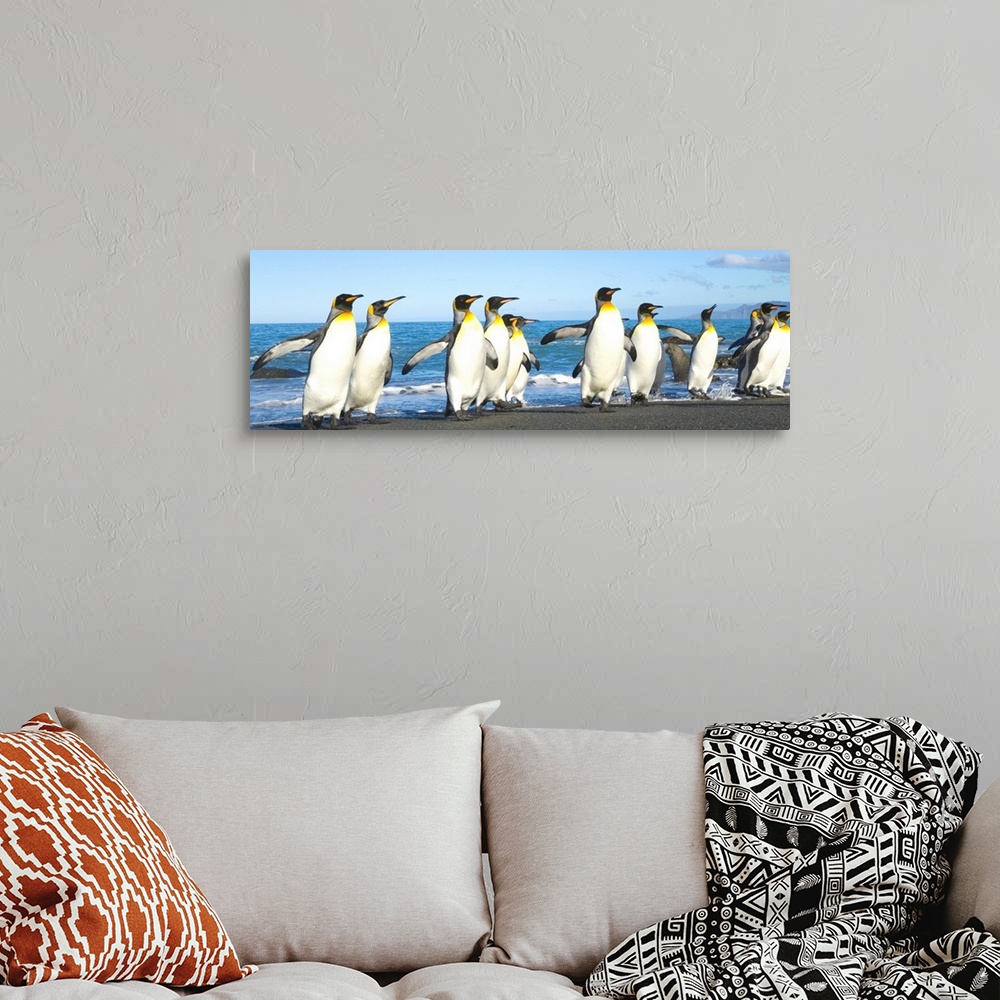 A bohemian room featuring King Penguins Coming Ashore Gold Harbour