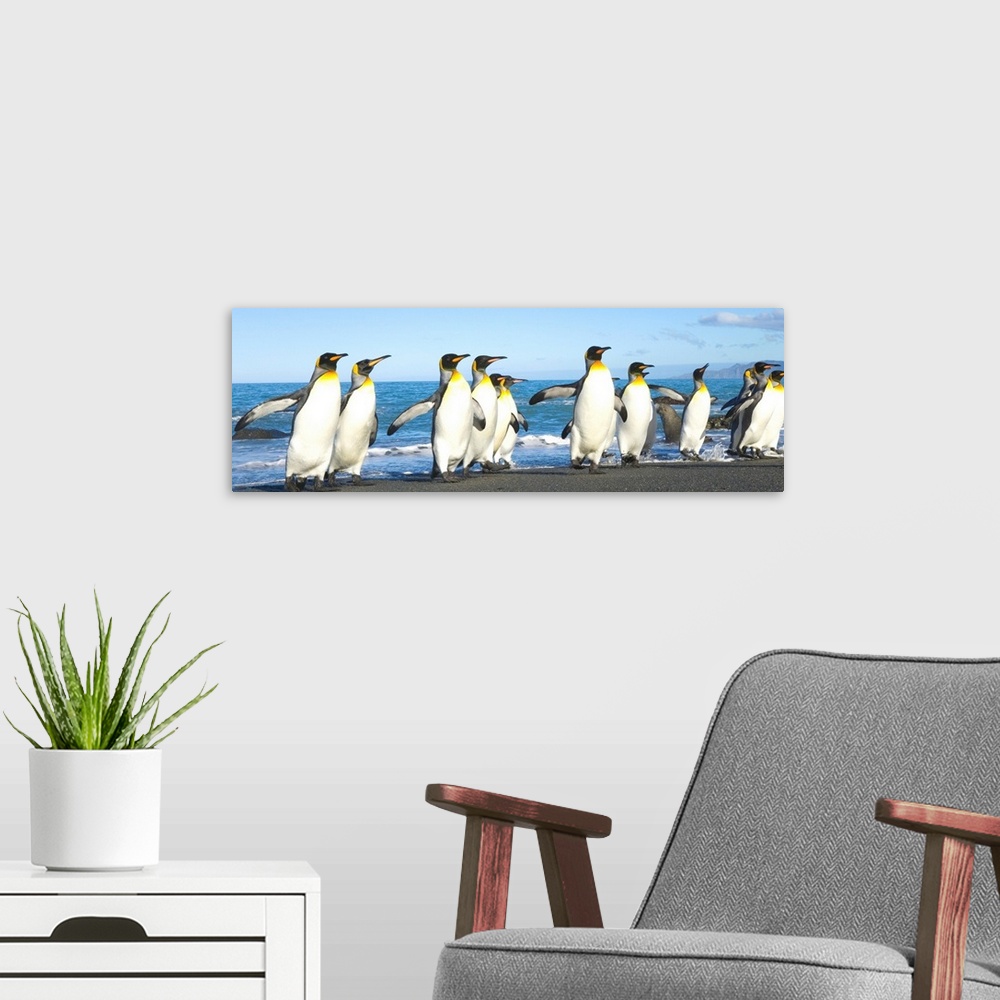 A modern room featuring King Penguins Coming Ashore Gold Harbour