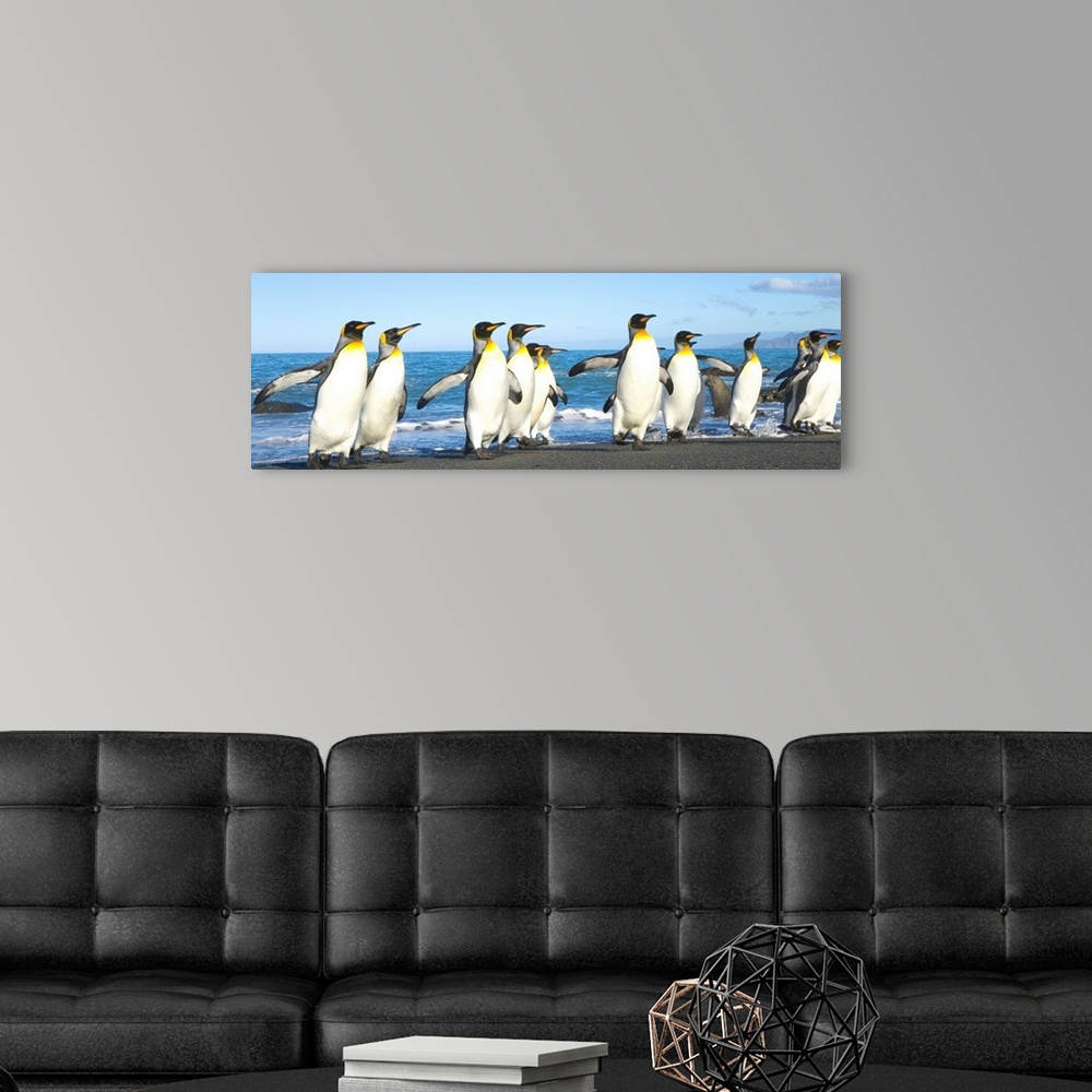 A modern room featuring King Penguins Coming Ashore Gold Harbour