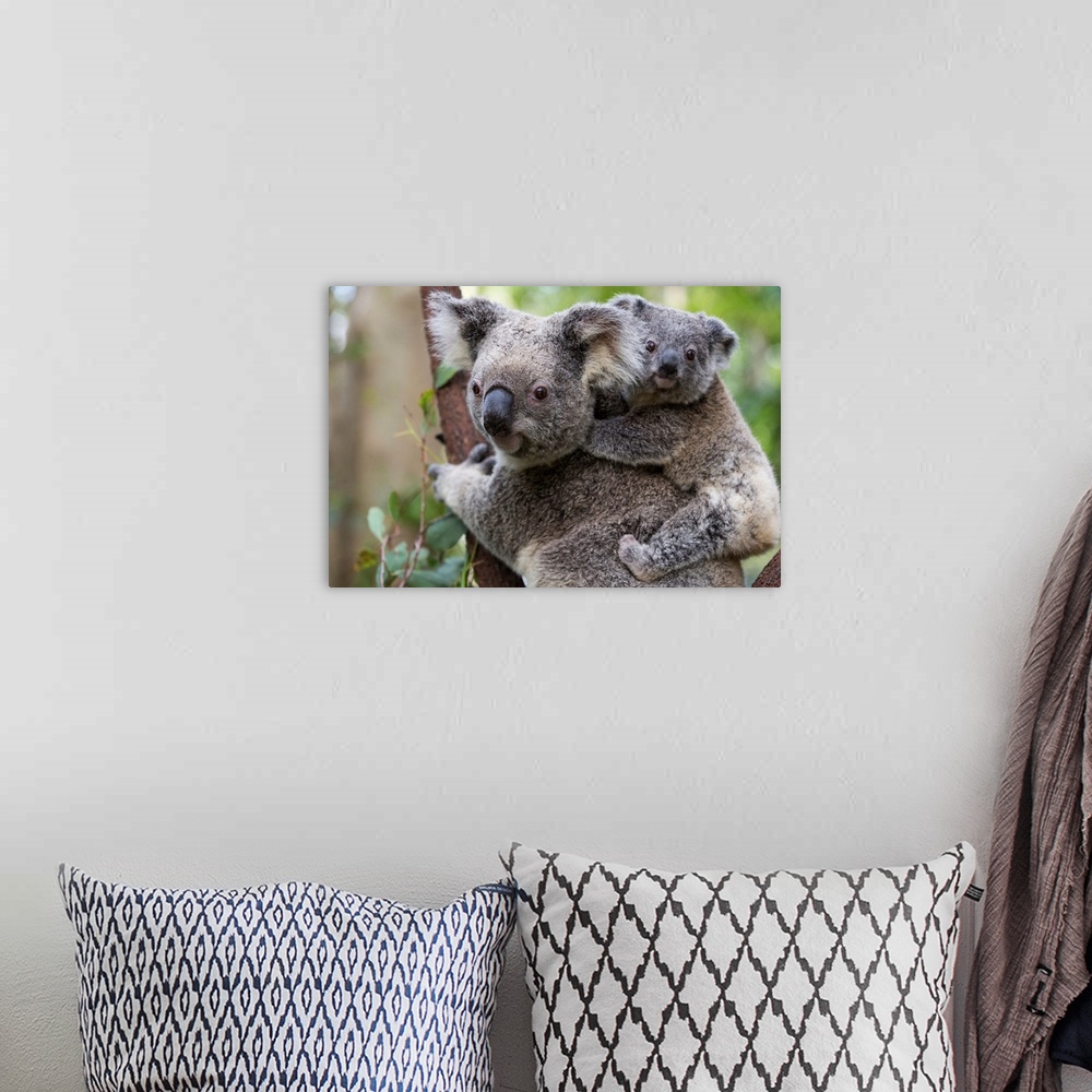 A bohemian room featuring Koala .Phascolarctos cinereus.Eight-month-old joey on mother's back.Queensland, Australia.*Captive