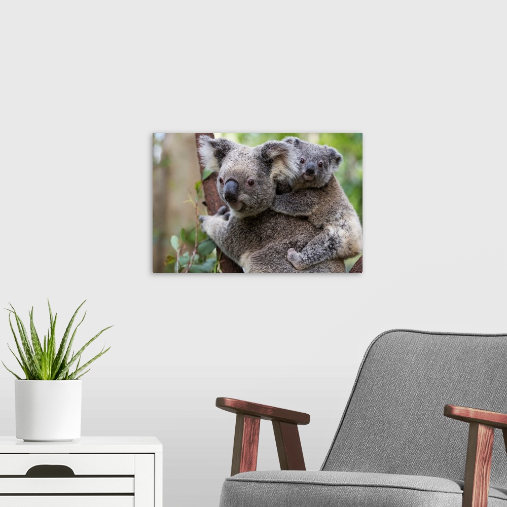 A modern room featuring Koala .Phascolarctos cinereus.Eight-month-old joey on mother's back.Queensland, Australia.*Captive