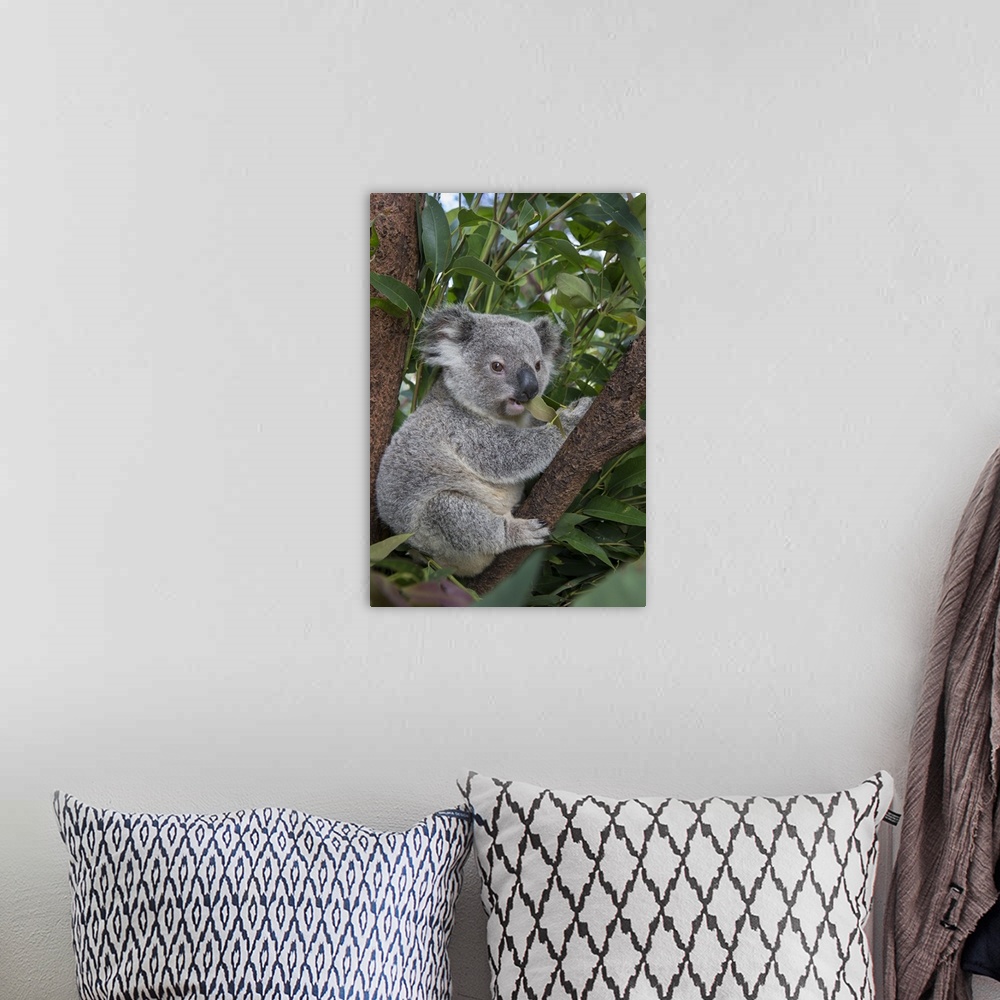 A bohemian room featuring Koala .Phascolarctos cinereus.Eleven-month-old joey.Queensland, Australia.*Captive