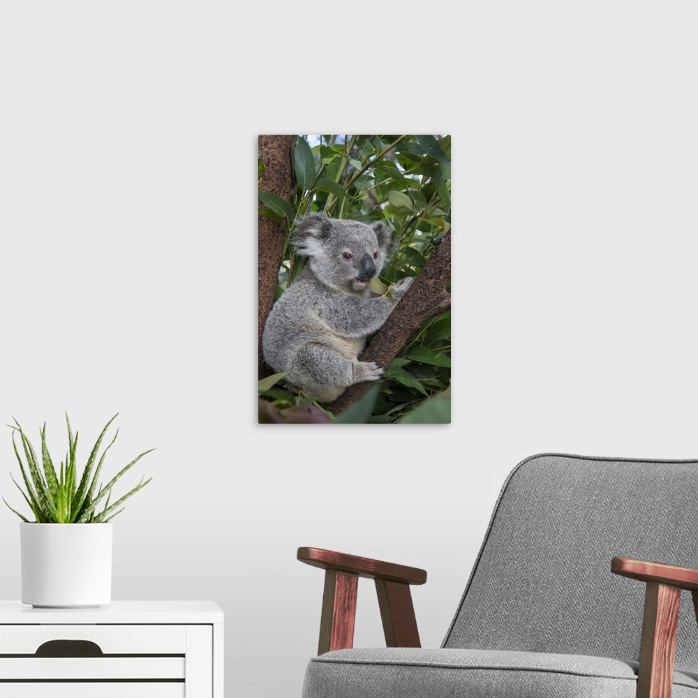 A modern room featuring Koala .Phascolarctos cinereus.Eleven-month-old joey.Queensland, Australia.*Captive
