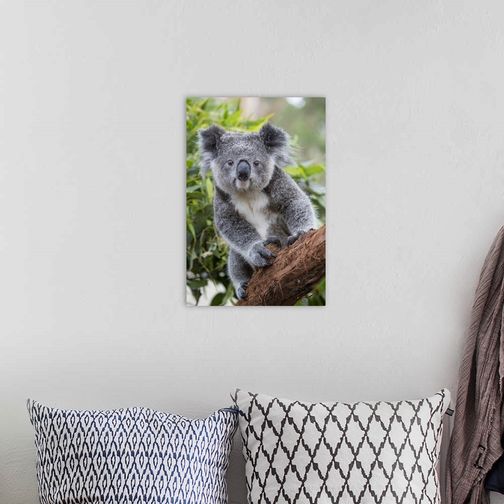 A bohemian room featuring Koala .Phascolarctos cinereus.Joey.New South Wales, Australia.*Captive, rescued and in rehabilita...