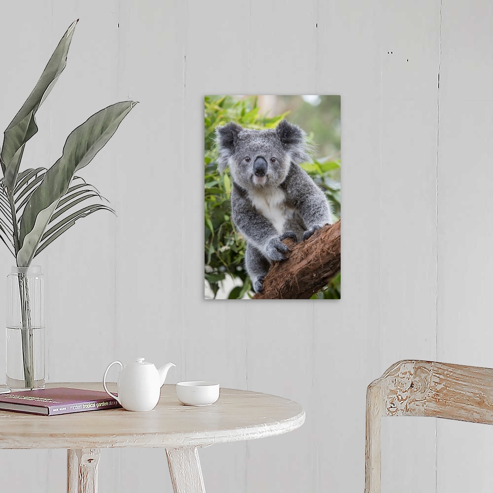 A farmhouse room featuring Koala .Phascolarctos cinereus.Joey.New South Wales, Australia.*Captive, rescued and in rehabilita...