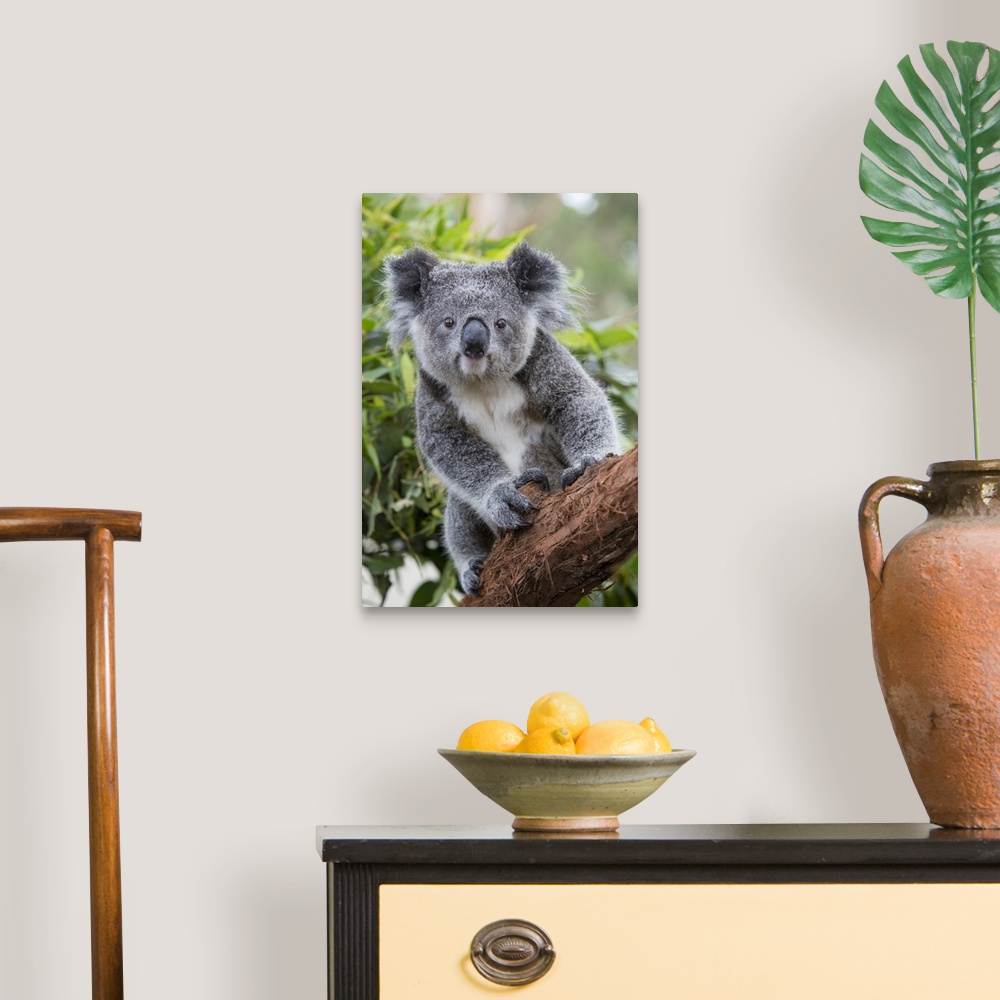A traditional room featuring Koala .Phascolarctos cinereus.Joey.New South Wales, Australia.*Captive, rescued and in rehabilita...