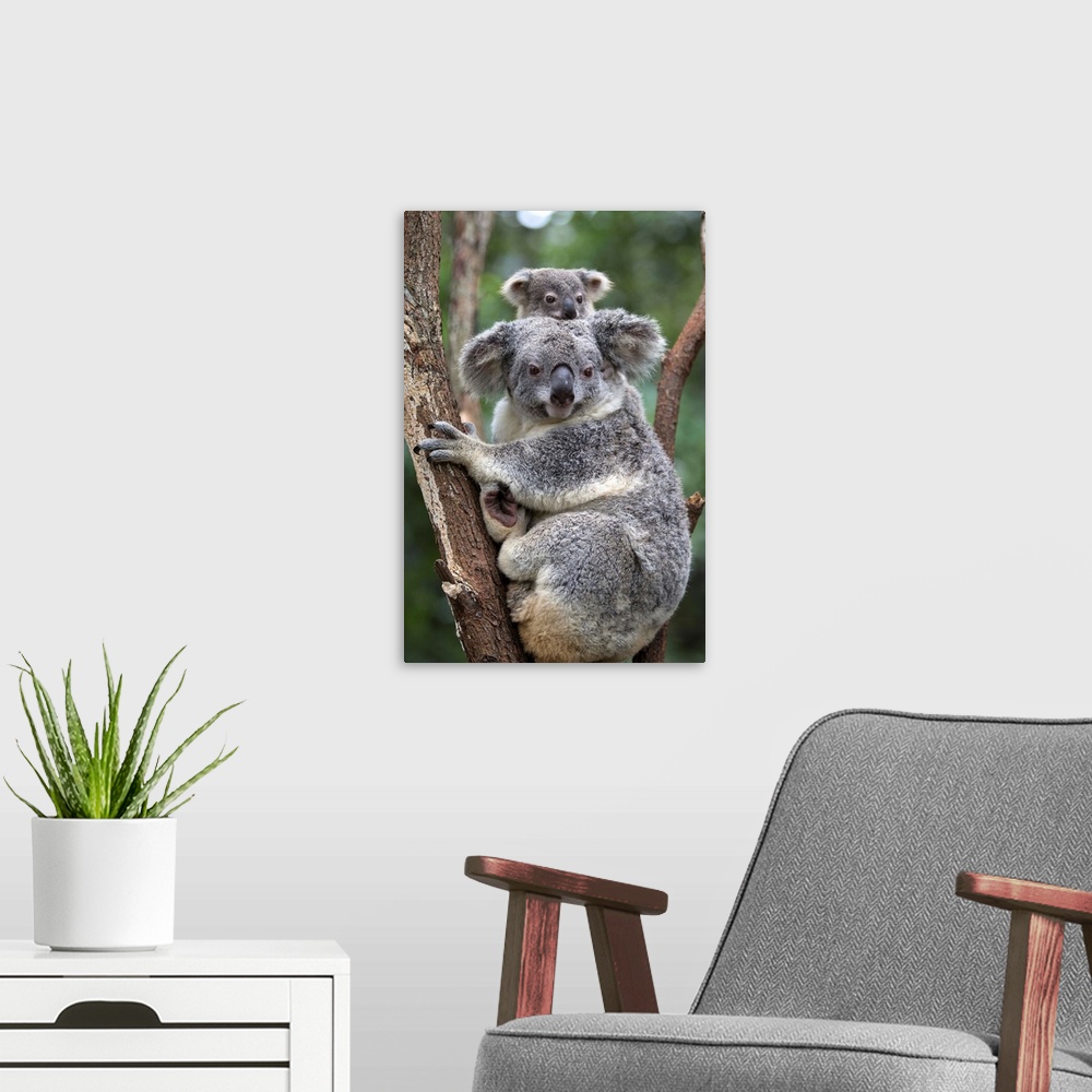 A modern room featuring Koala .Phascolarctos cinereus.Mother and eight-month-old joey.Queensland, Australia.*Captive.*Dig...
