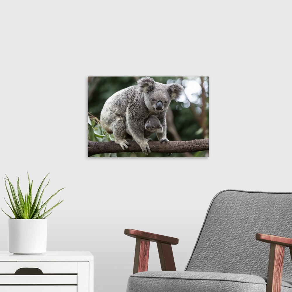A modern room featuring Koala .Phascolarctos cinereus.Mother and eight-month-old joey.Queensland, Australia.*Captive