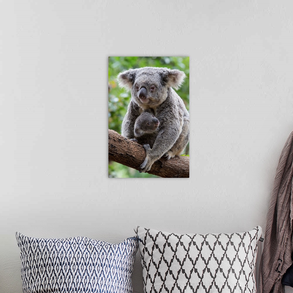 A bohemian room featuring Koala .Phascolarctos cinereus.Mother and eight-month-old joey.Queensland, Australia.*Captive