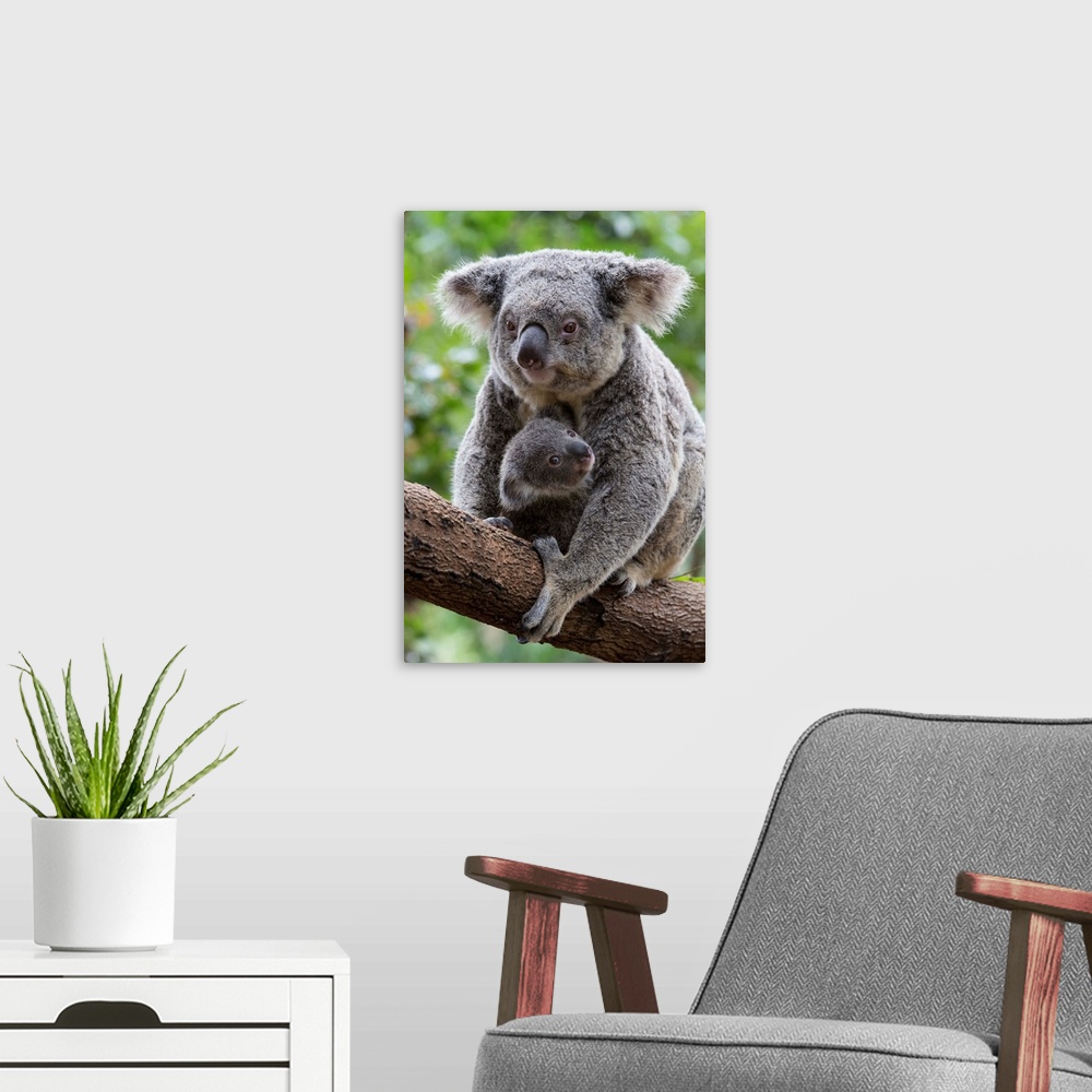 A modern room featuring Koala .Phascolarctos cinereus.Mother and eight-month-old joey.Queensland, Australia.*Captive