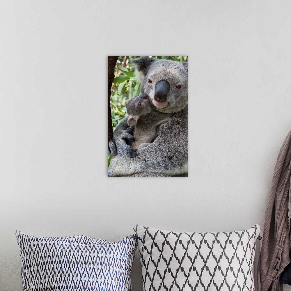 A bohemian room featuring Koala .Phascolarctos cinereus.Mother and seven-month-old joey.Queensland, Australia.*Captive.*Dig...