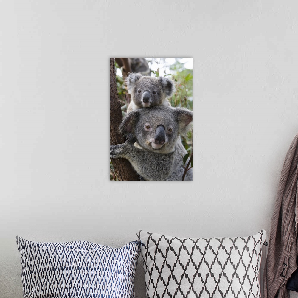 A bohemian room featuring Koala .Phascolarctos cinereus.Mother and ten-month-old joey.Queensland, Australia.*Captive