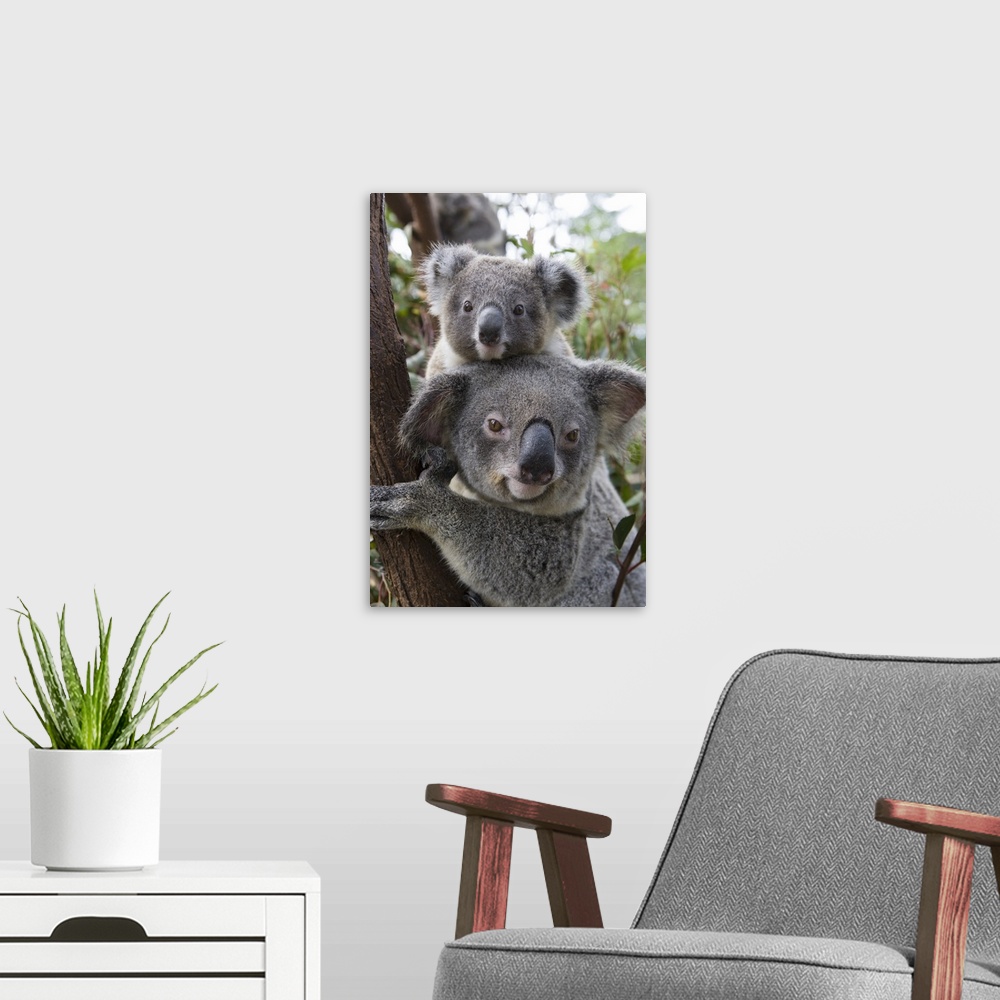 A modern room featuring Koala .Phascolarctos cinereus.Mother and ten-month-old joey.Queensland, Australia.*Captive
