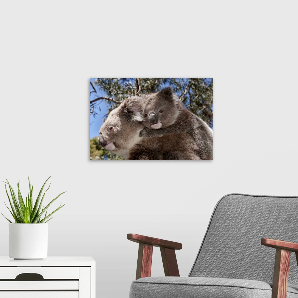 A modern room featuring Koala mother carrying young in Gum Tree (Eucalyptus sp) forest, Victoria, Australia