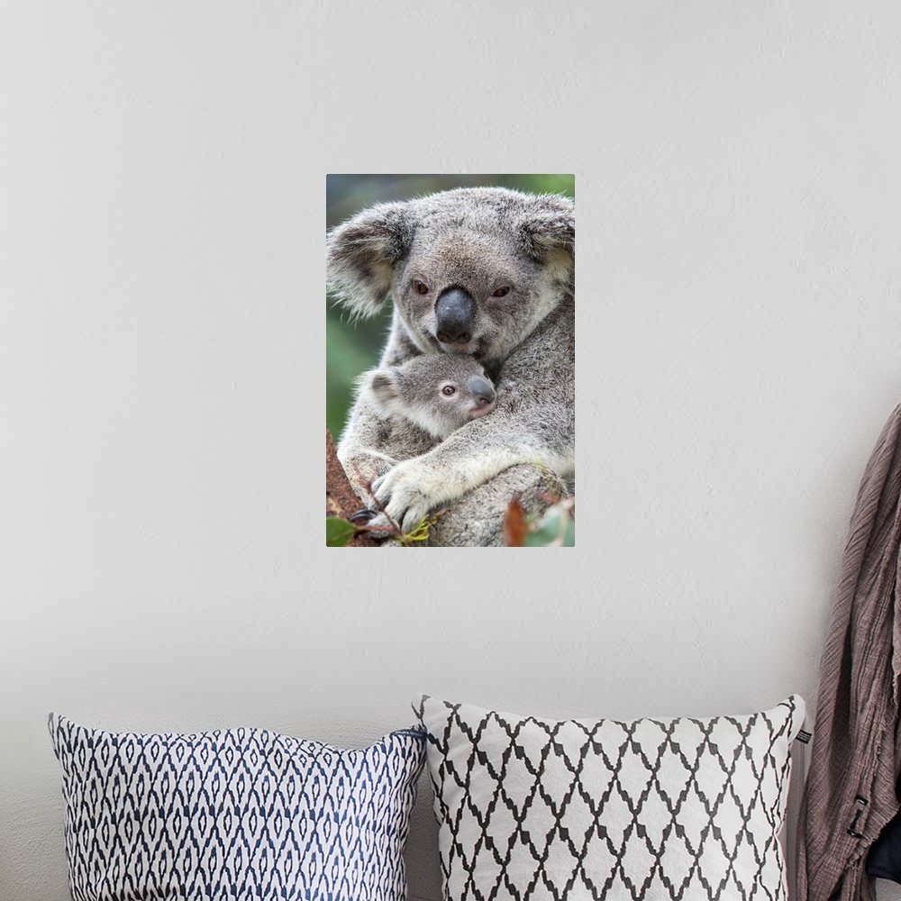 A bohemian room featuring Koala .Phascolarctos cinereus.Mother and eight-month-old joey.Queensland, Australia.*Captive.*Dig...
