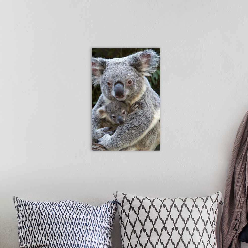 A bohemian room featuring Koala.Phascolarctos cinereus.Mother holding eight-month-old joey.Queensland, Australia.*Captive.