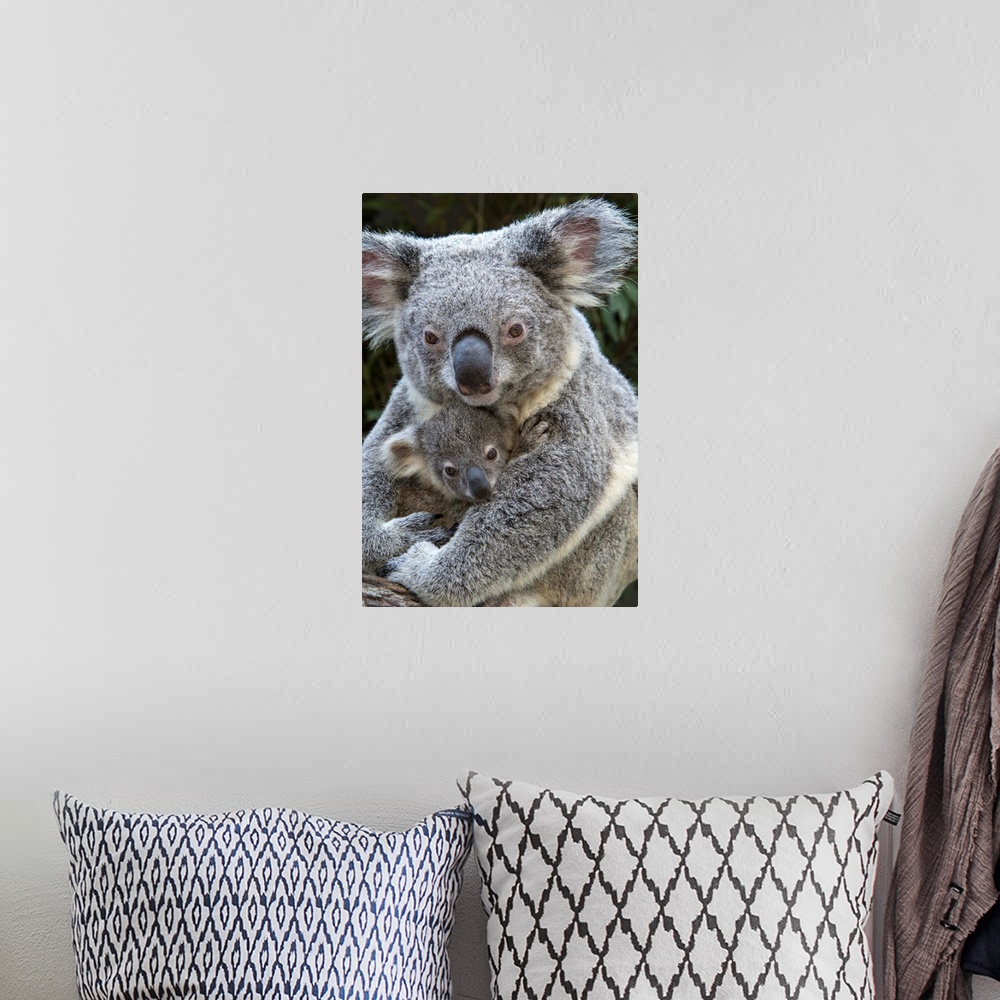 A bohemian room featuring Koala.Phascolarctos cinereus.Mother holding eight-month-old joey.Queensland, Australia.*Captive.
