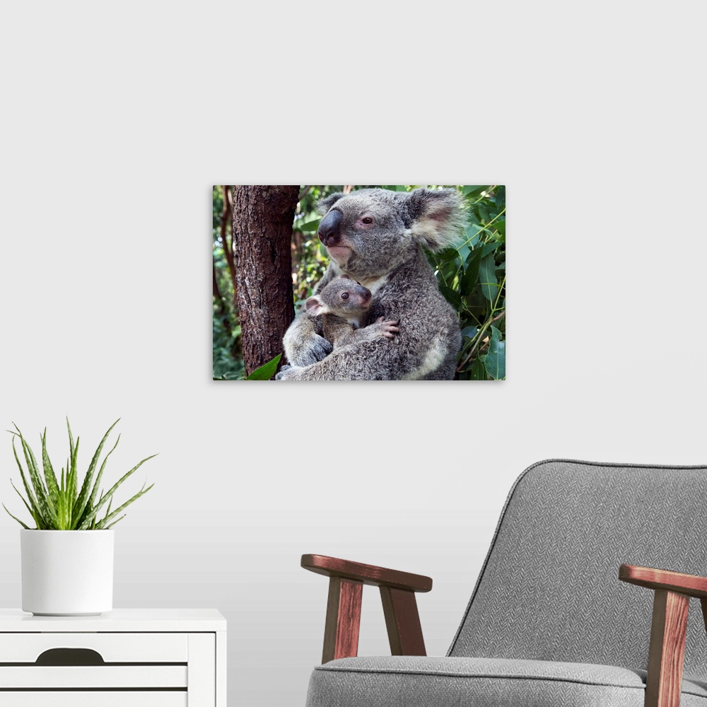 A modern room featuring Koala .Phascolarctos cinereus.Mother and seven-month-old joey.Queensland, Australia.*Captive.*Dig...