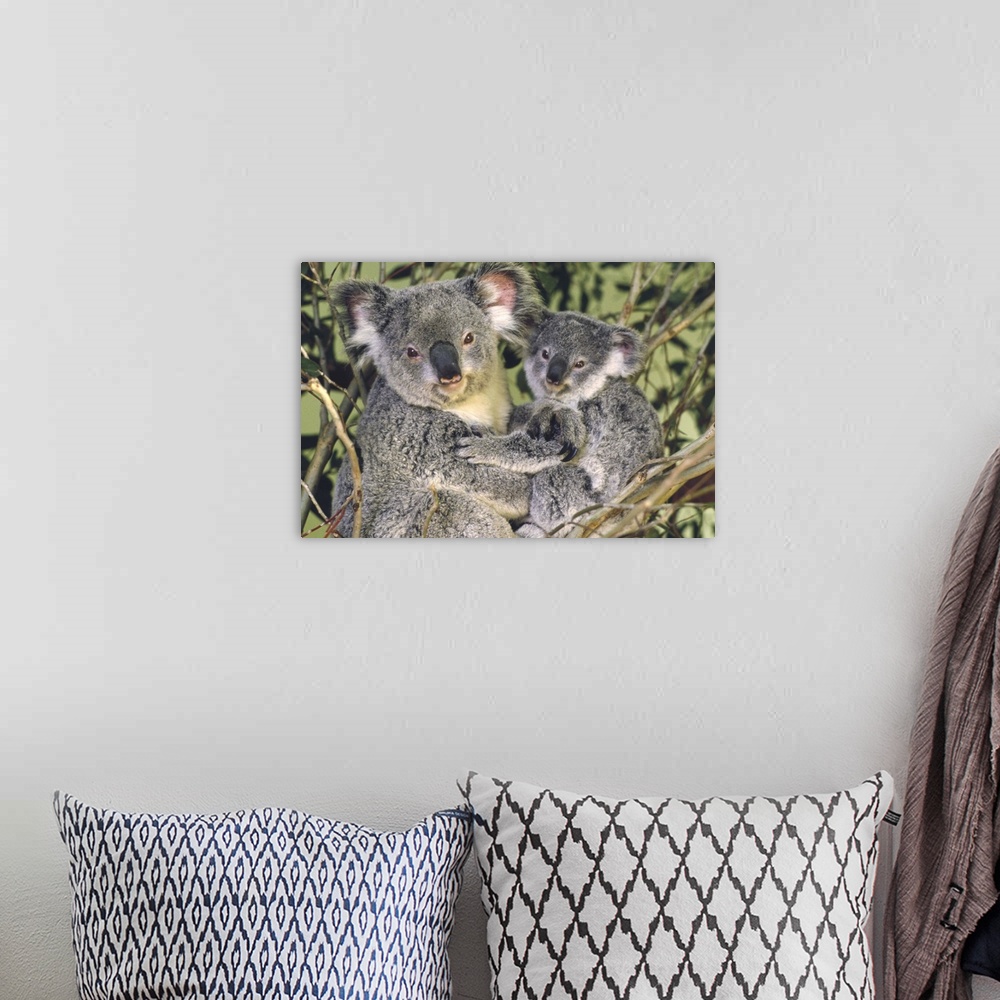 A bohemian room featuring Koala (Phascolarctos cinereus) mother with joey, eastern temperate Australia