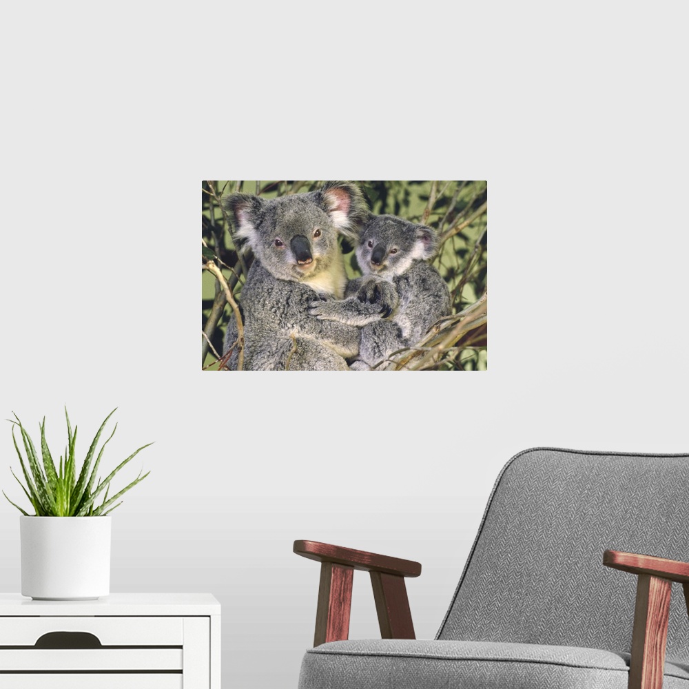 A modern room featuring Koala (Phascolarctos cinereus) mother with joey, eastern temperate Australia