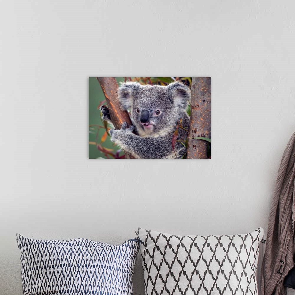 A bohemian room featuring Koala, native to Australia
