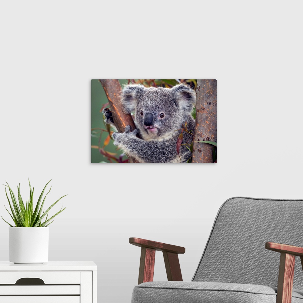 A modern room featuring Koala, native to Australia