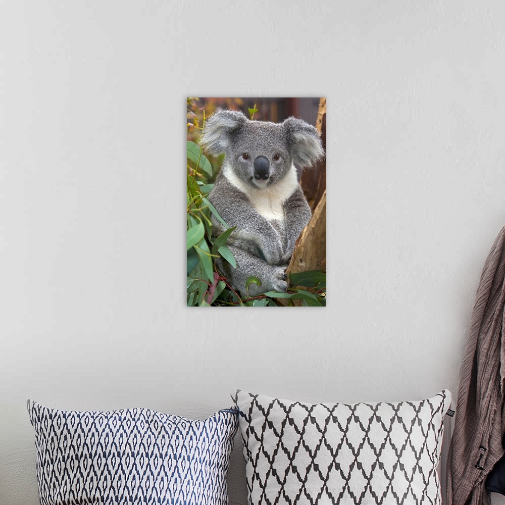 A bohemian room featuring Koala (Phascolarctos cinereus), native to Australia