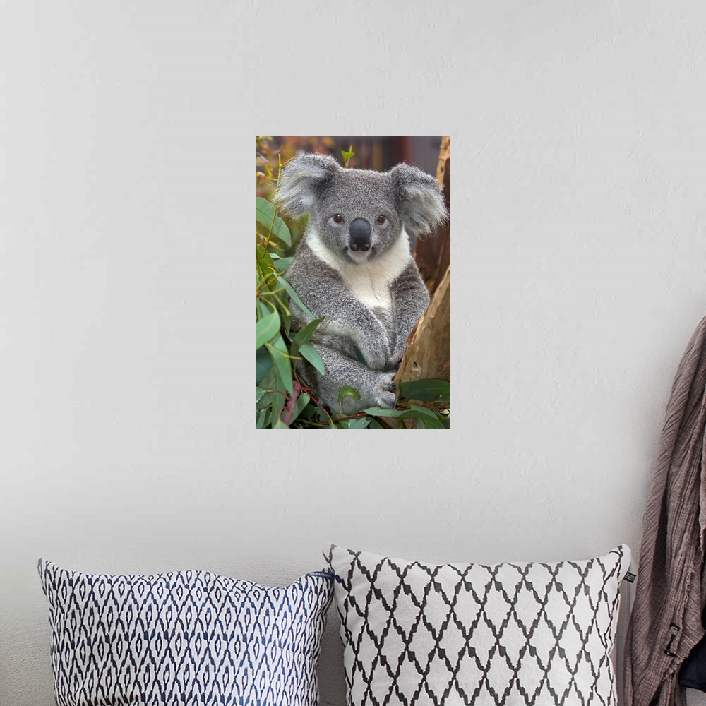 A bohemian room featuring Koala (Phascolarctos cinereus), native to Australia