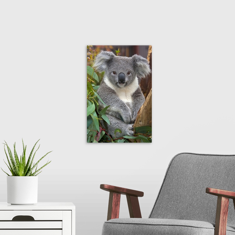 A modern room featuring Koala (Phascolarctos cinereus), native to Australia