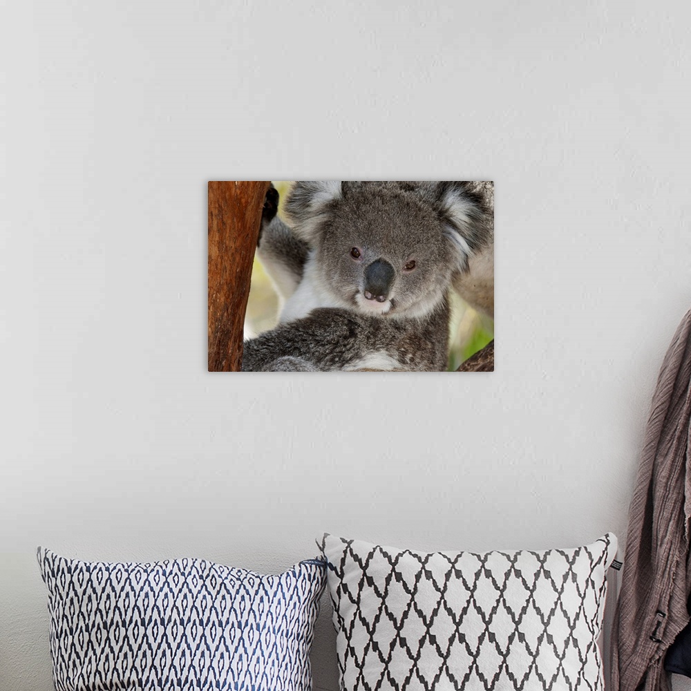 A bohemian room featuring Koala (Phastolarctos cinereus), Victoria, Australia