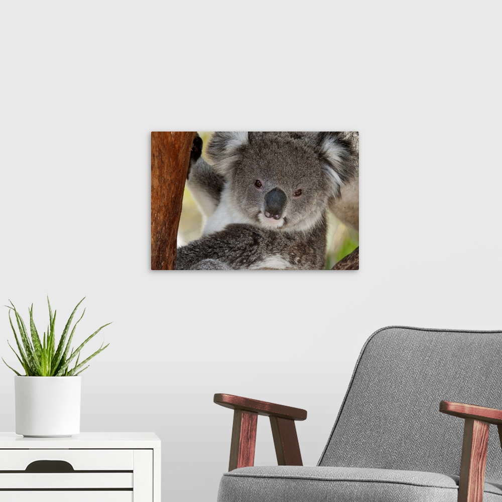 A modern room featuring Koala (Phastolarctos cinereus), Victoria, Australia