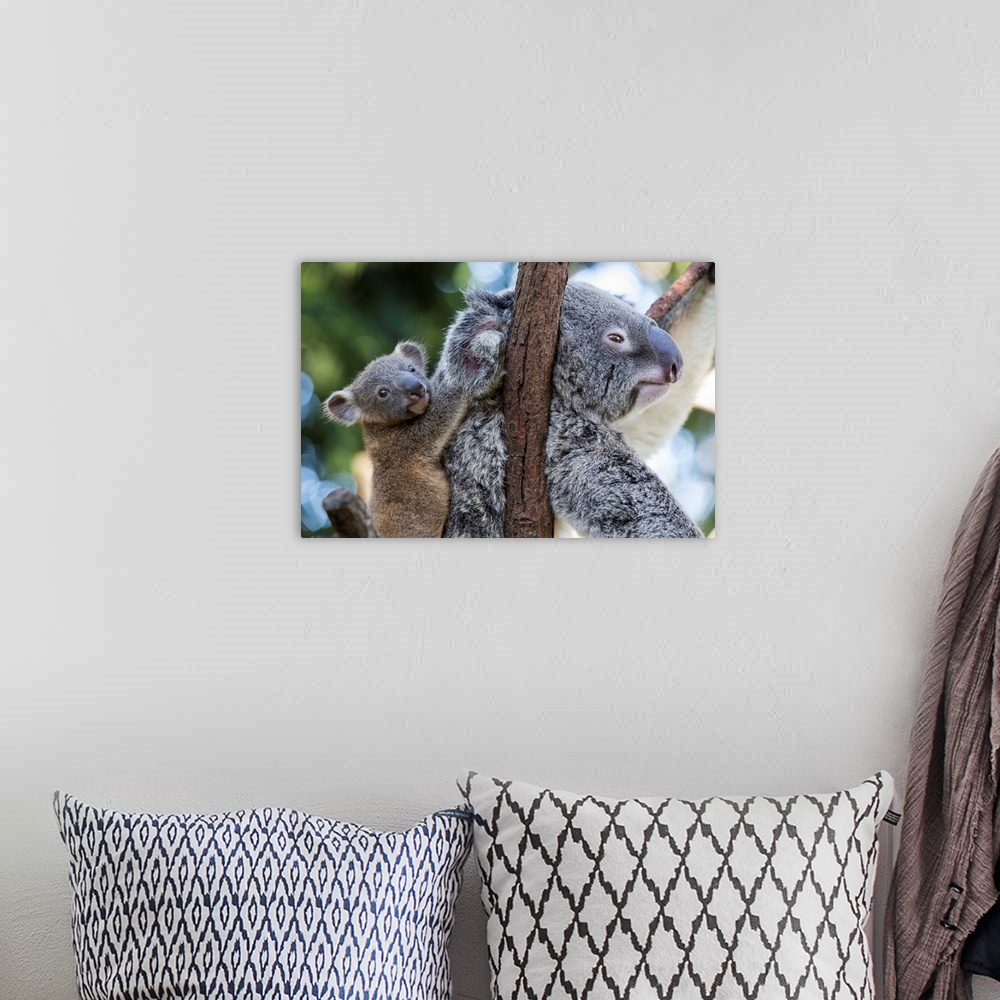 A bohemian room featuring Koala .Phascolarctos cinereus.Mother and six-month-old joey.Queensland, Australia.*Captive