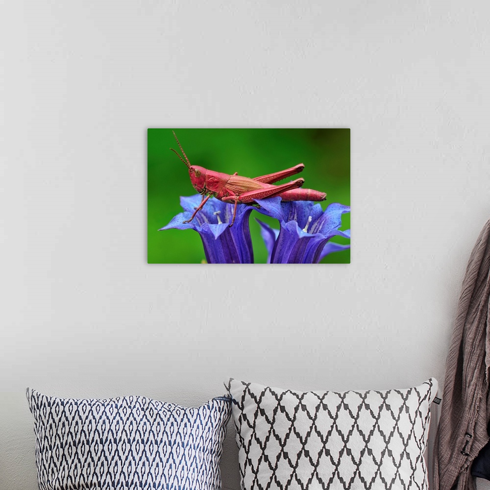 A bohemian room featuring Large Gold Grasshopper - female - on gentian - red colouration - Switzerland