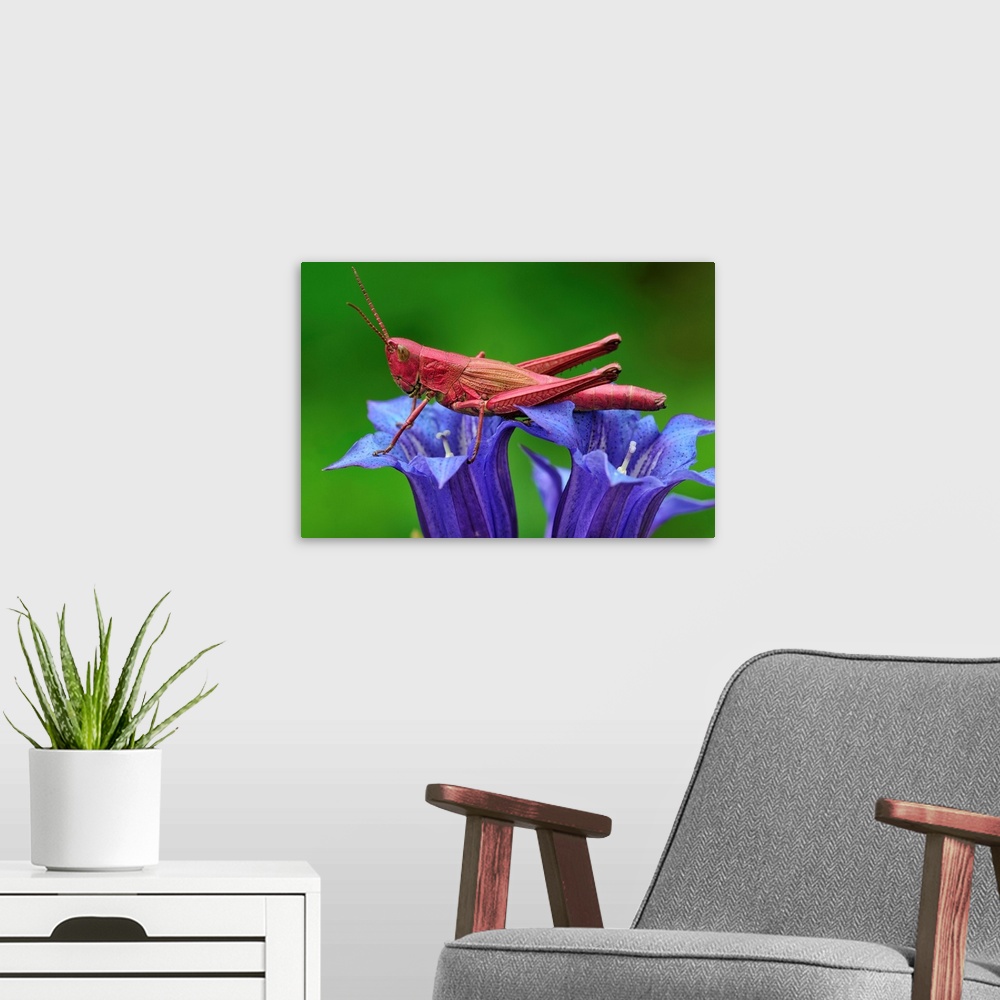 A modern room featuring Large Gold Grasshopper - female - on gentian - red colouration - Switzerland