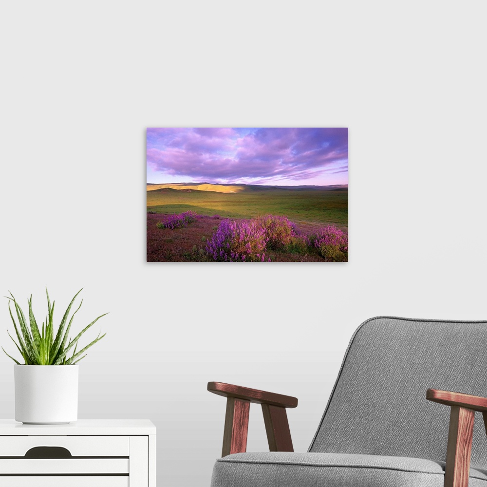 A modern room featuring Large-leaved Lupine in bloom, Carrizo Plain National Monument, California